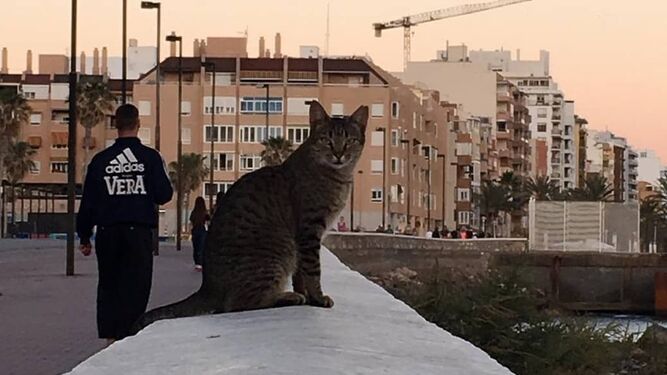 Un gato callejero en el muro del paseo marítimo de la capital