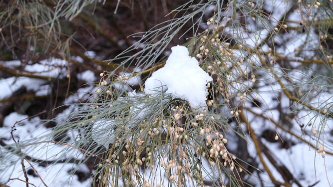 Fotogaler&iacute;a nevada en la Provincia de Almer&iacute;a