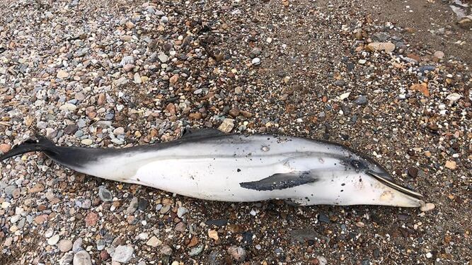 Aparece muerta una hembra de delfín listado en San Juan de los Terreros