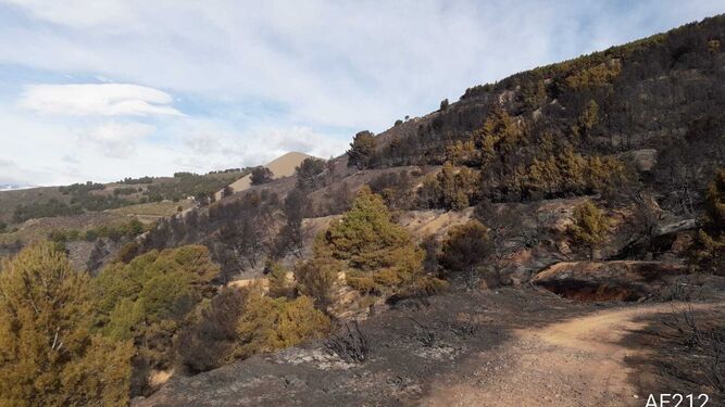 Extinguido el incendio en Castala que ha devorado 550 hectáreas