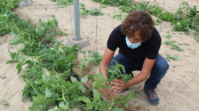 Llevan a cabo en Almería estudios pioneros en agricultura sostenible