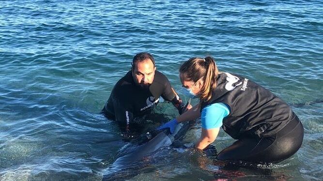 Miembros de Equinac tratan de salvar la vida de un tiburón herido