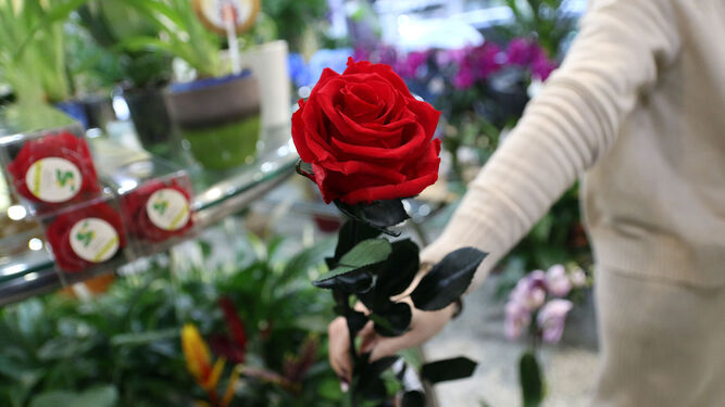 Flores para San Valentín en Suministros Tripiana