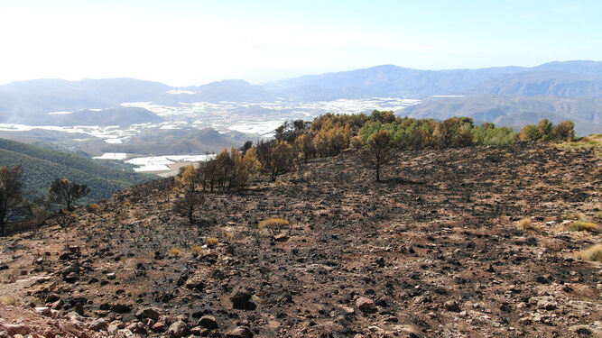 Así ha quedado parte de la Sierra de Gádor tras el incendio de Castala.