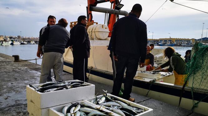Desembarco de pescado azul en el puerto de Almería (imagen de archivo)