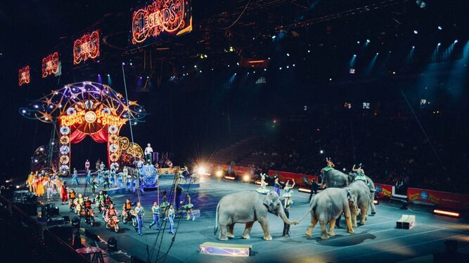 Una pelea entre dos elefantes en un circo abre el debate sobre estos espectáculos