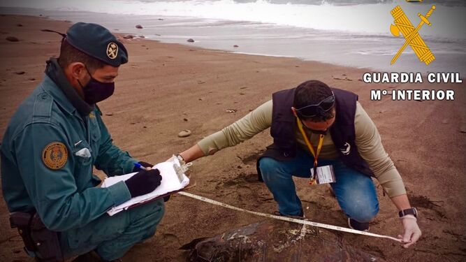 La Guardia Civil recupera una tortuga (Caretta Caretta) varada en la playa de San José (Almería)