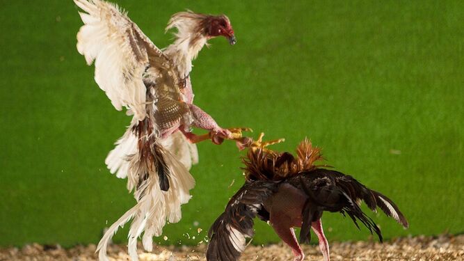 Imagen de archivo de una pelea de gallos.