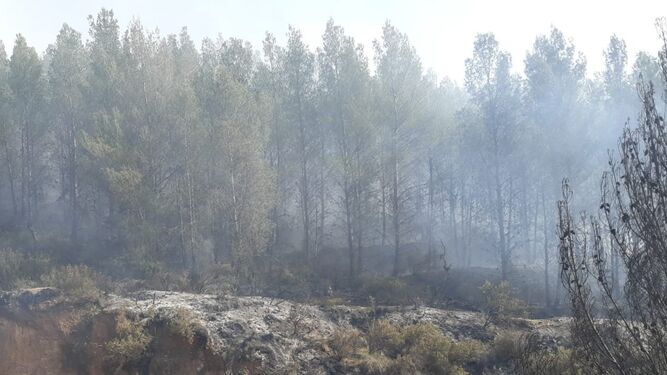 Controlado el incendio forestal de Alcolea
