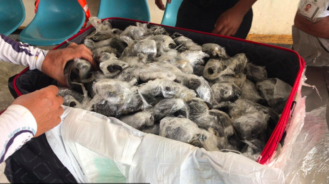 Encuentran 185 tortugas bebés envueltas en plástico en el interior de una maleta