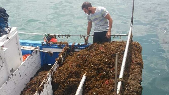 El alga asiática que daña a la pesca almeriense es ya especie invasora.