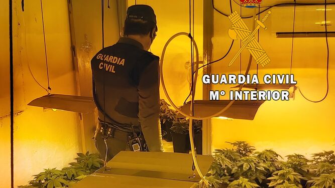 La Guardia Civil detiene a tres personas e incauta cerca 290 plantas de marihuana en una plantación “indoor”