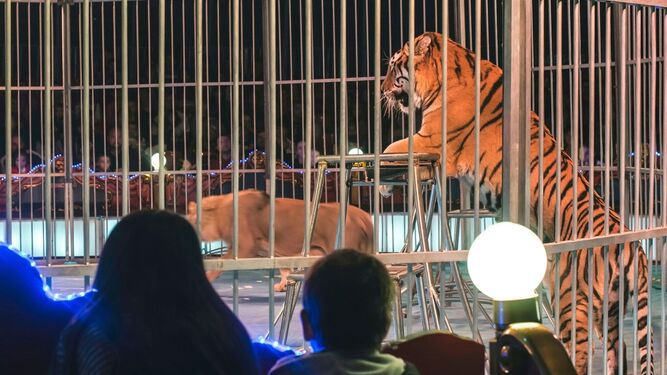 Piden al Gobierno que prohíba por ley los circos con animales en toda España