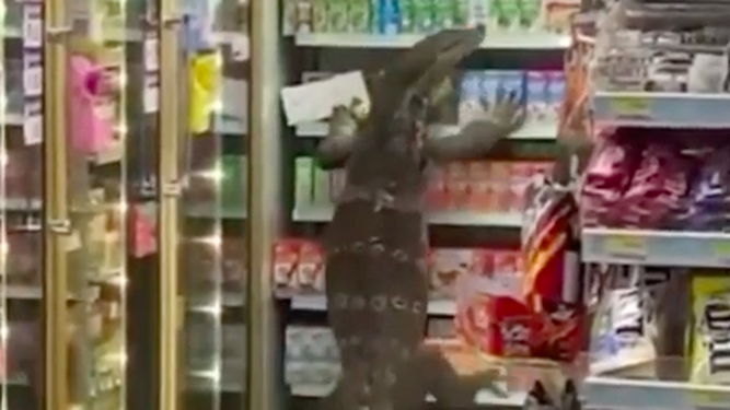 Un enorme Varano entra en un supermercado causando el pánico