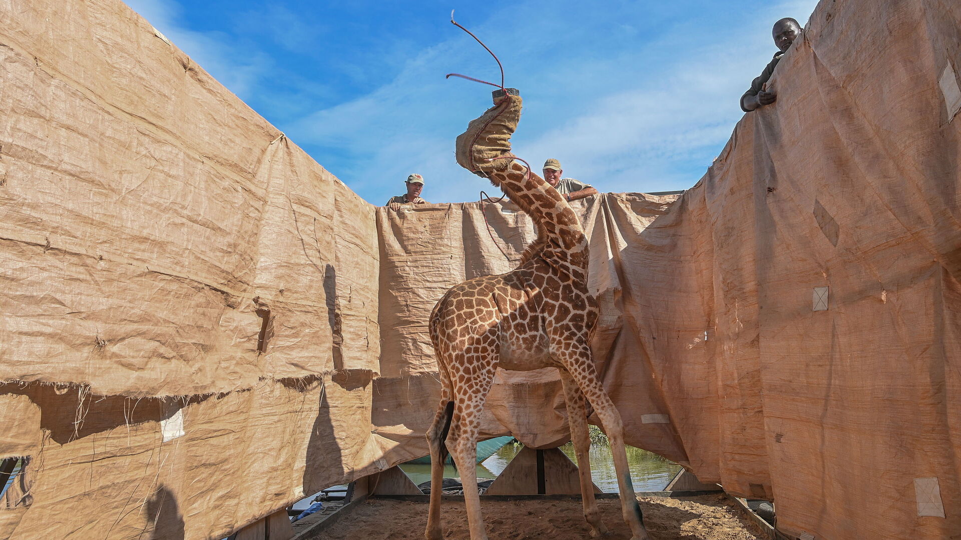 Primer premio sobre naturaleza: 'Rescate de jirafas de las islas anegadas'