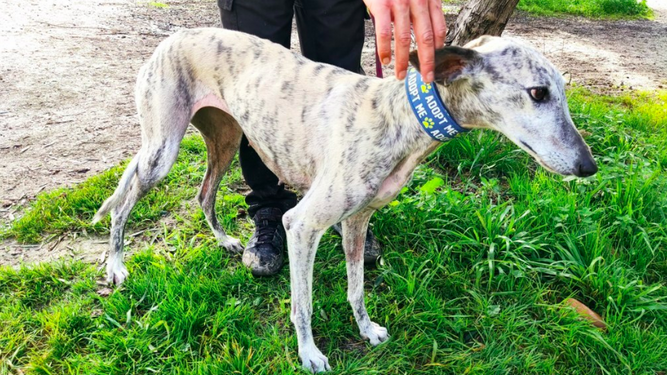 Galgos del Sur alerta del "abandono masivo" de galgos tras rescatar a 31 perros en una semana