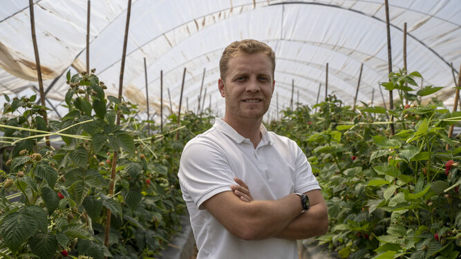 Rafael Garrido, director comercial de AgroGM, en el invernadero entre las plantas de fresas.