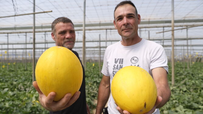 Raúl y David Gómez producen melón amarillo en La Mojonera