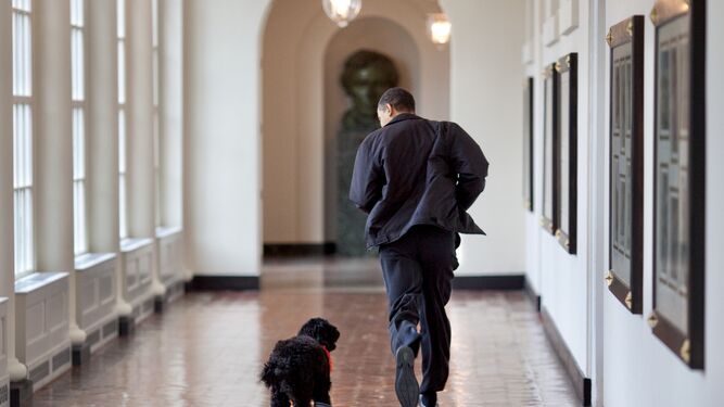 Muere "Bo", uno de los perros de la familia Obama