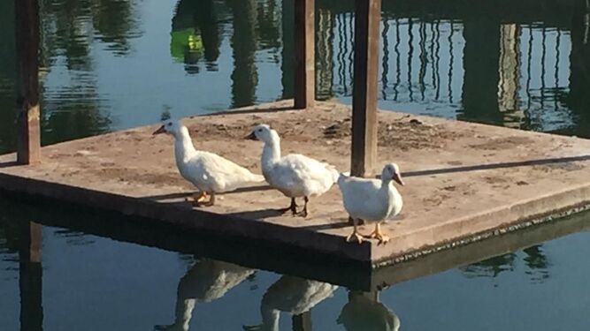 Patos en la plataforma del estanque del parque del Andarax
