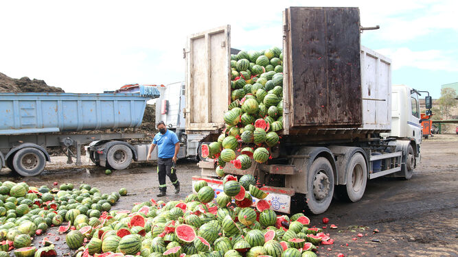 Retirada y destrucción de melón y sandía en señal de protesta por los bajos precios en La Mojonera.