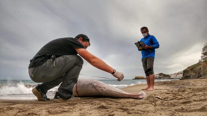 Hallan un nuevo delfín muerto en una playa de San José