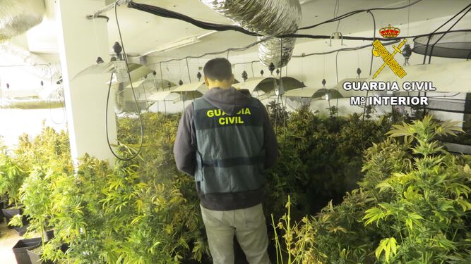Son numerosas las operaciones realiadas por la Guadia Civil y la Policía Nacional en los barrios con cultivos de marihuana.