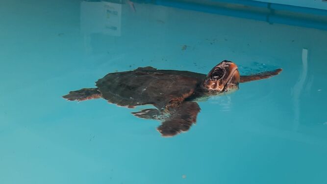 Liberan a la tortuga boba 'Paqui' en la reserva integral de Cabo de Gata