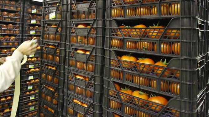 Las importaciones de tomate de Marruecos siguen en tela de juicio
