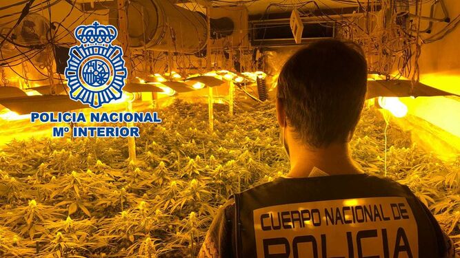 Un nuevo golpe contra el cultivo indoor de marihuana en la provincia de Almería.