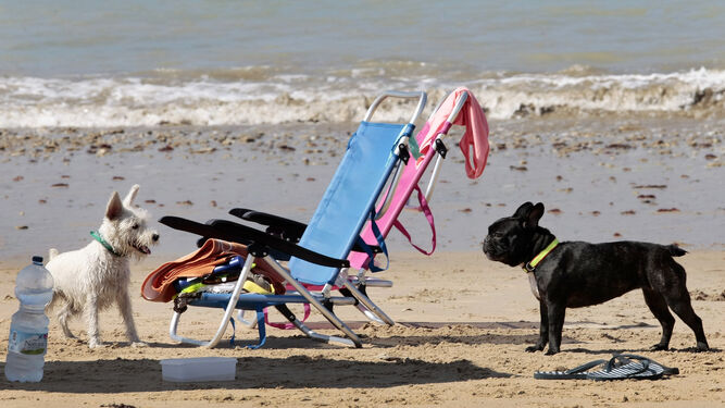 Perros en una playa gaditana