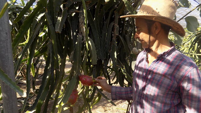 La pitaya, o también llamada ‘fruta del dragón’, ha levantado un gran interés entre muchos productores almerienses como alternativa.