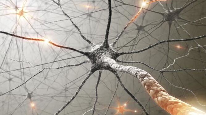 La 'neurona de la abuela': Las células de la memoria que  reconocen los rostros de nuestros seres queridos
