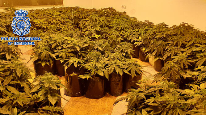 La Policía Nacional ha desmantelado tres nuevas plantaciones indoor de marihuana en Almería