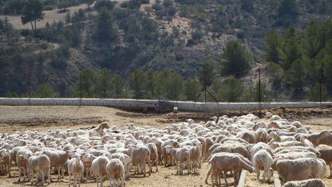 Asaja valora la ganadería almeriense, donde destacan las explotaciones de ganado ovino y caprino