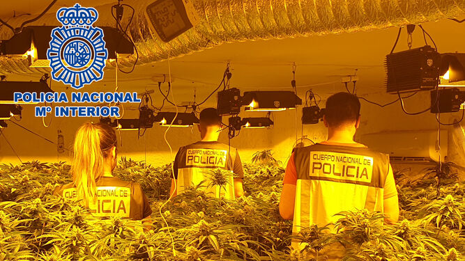 La Policía Nacional ha realizado 83 registros y detenido a 120 personas relacionados con el cultivo indoor de marihuana en Almería y El Ejido