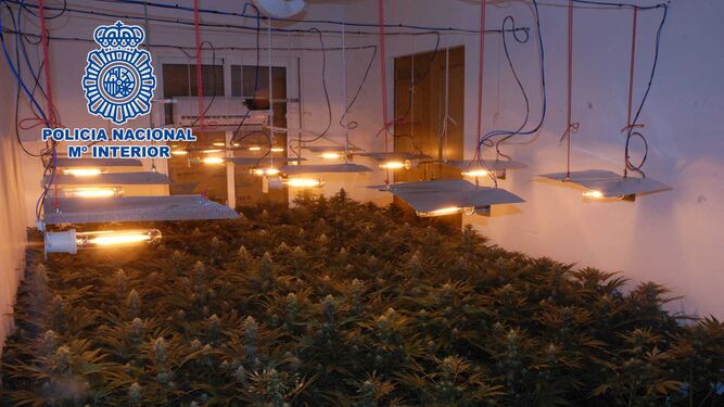 La Policía Nacional desmantela en El Ejido tres viviendas de un mismo bloque, destinadas al cultivo ilegal de marihuana