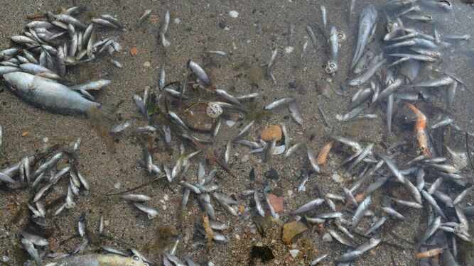 Peces y crustáceos muertos en el Mar Menor
