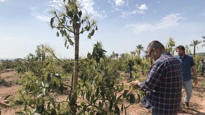 Cultivos de aguacate en Castellón con programa de Ecoculture