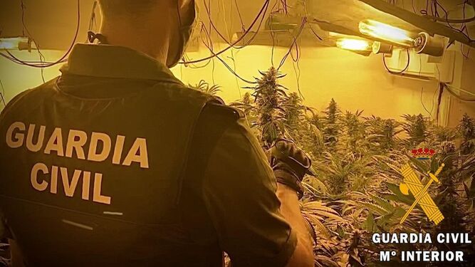 Desmantelado un cultivo con 177 plantas de marihuana en una vivienda de Roquetas de Mar