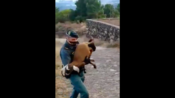 La Guardia Civil sigue rescatando animales en La Palma y los ganaderos los han soltado libremente