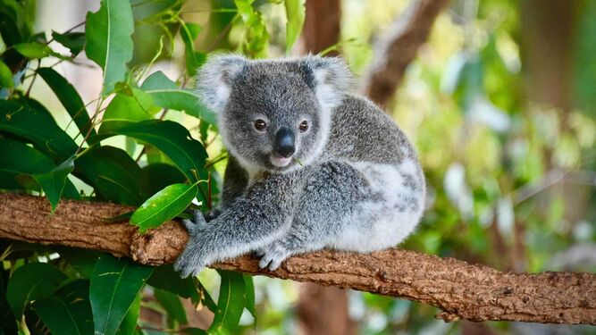 La población de koalas se redujo en un 30 por ciento desde 2018