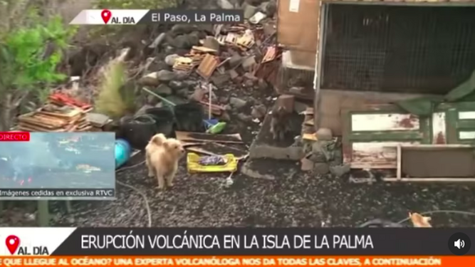 La Palma: Mientras unos abandonan a sus mascotas, otros duermen con ellas en el coche