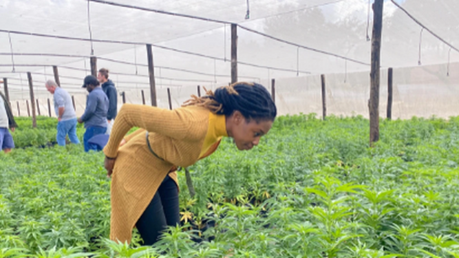 El cannabis: una alternativa "verde" al tabaco en Zimbabue