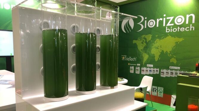Las microalgas de Biorizon Biotech, la gran seña de identidad de esta empresa almeriense con un potente equipo de I+D+I