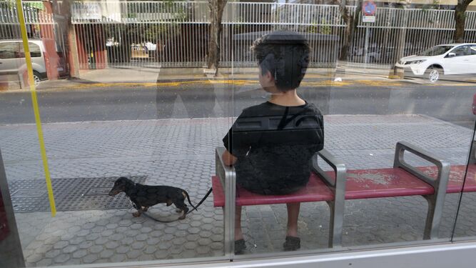 Un niño espera con su perro al autobús en una parada de Sevilla