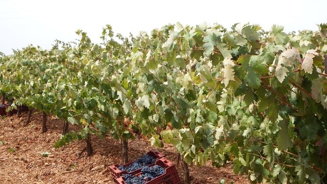 La calidad de la uva no se ve afectada en la última cosecha