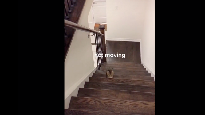 El vídeo viral de tik tok de un gato que desafía a su dueña con El juego del calamar