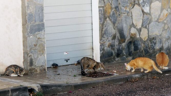 Denuncian el creciente aumento de gatos callejeros en San José