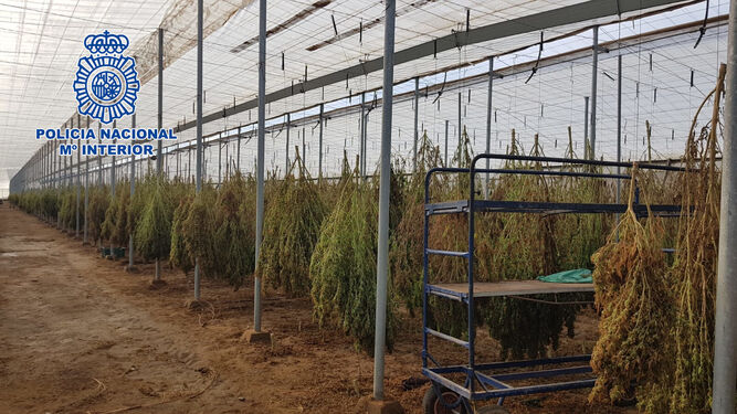 Intervienen 18.000 plantas de marihuana encubiertas bajo un cultivo de cáñamo industrial en Pujaire